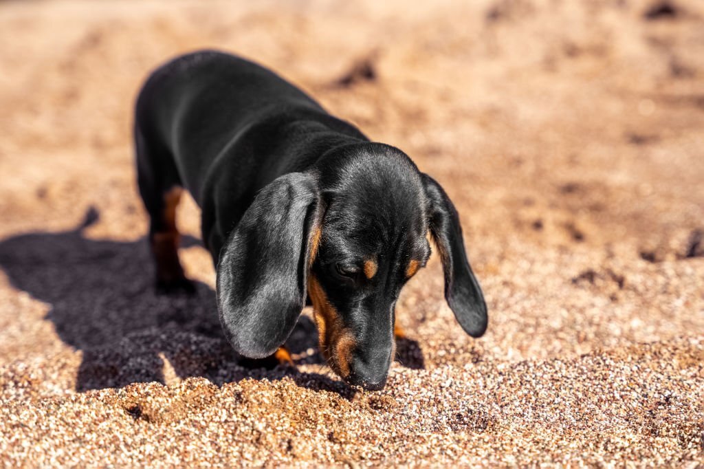 Warum frisst mein Hund Sand?