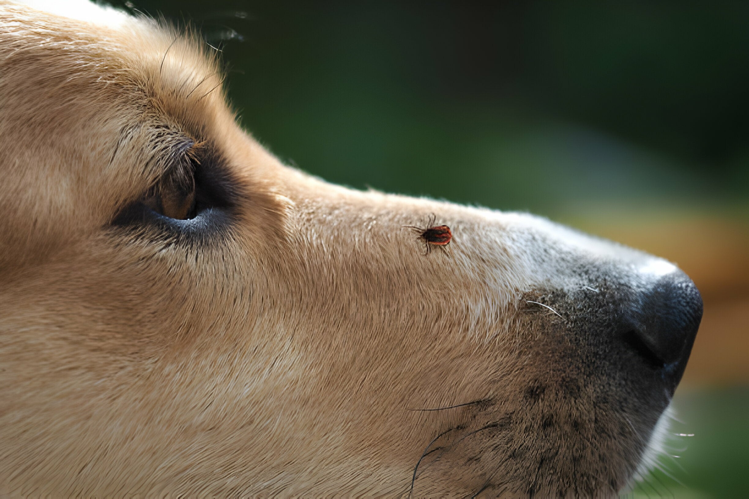 Borreliose und Gelenkschmerzen