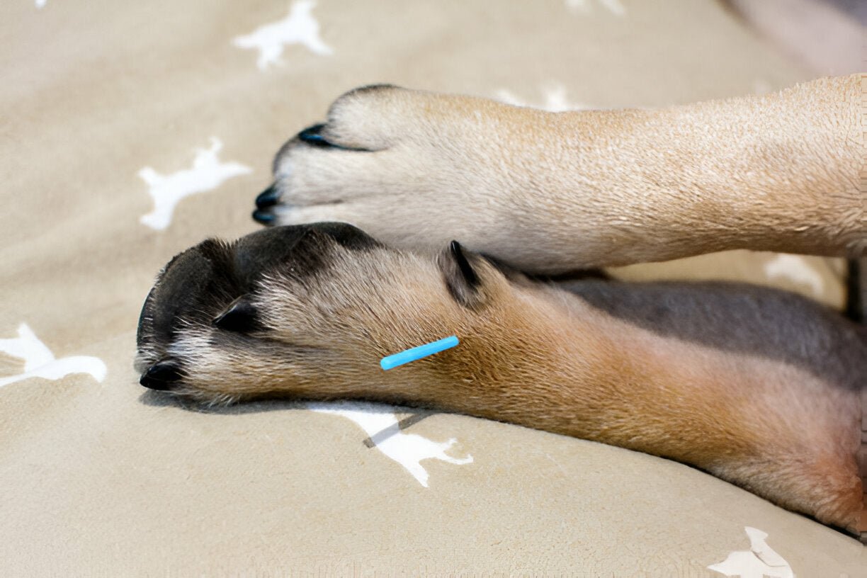 Akupunktur bei Hunden mit Gelenkerkrankungen - paawy