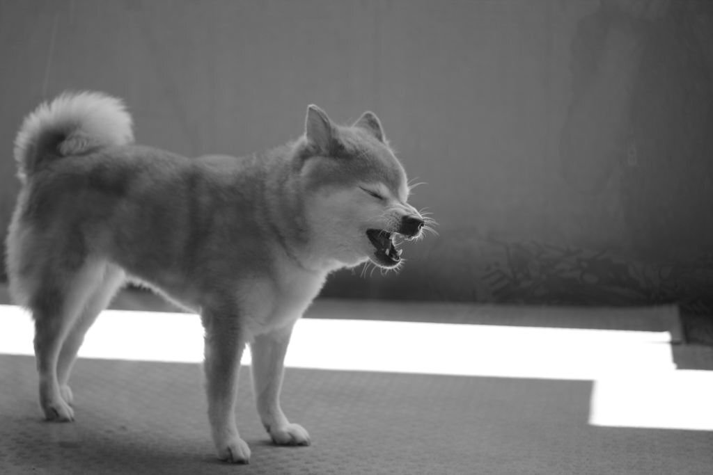 Allergie Hund: Die häufigsten Nahrungsmittelallergene für Hunde - paawy
