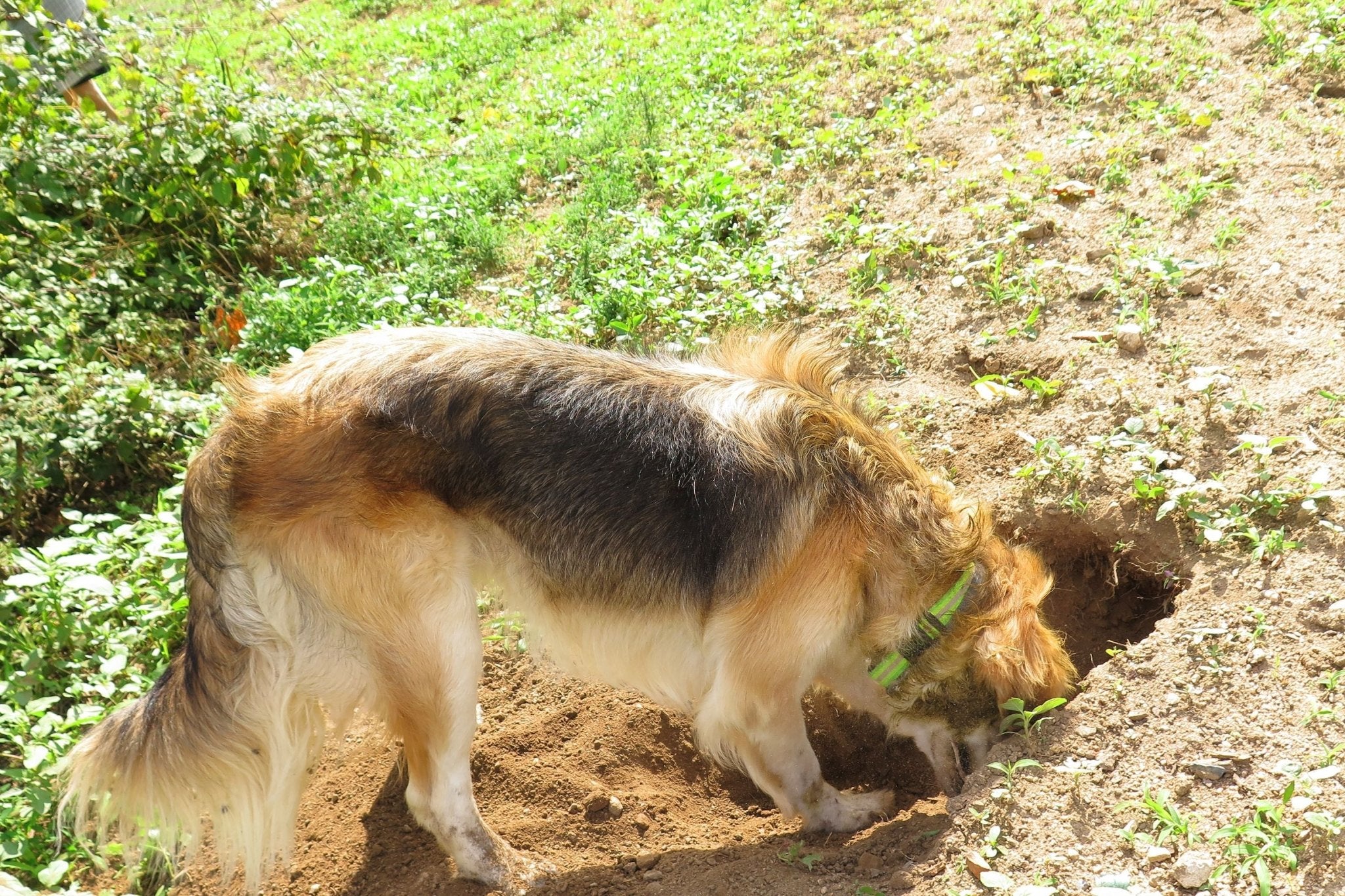 Aushilfsmaulwurf? 7 Gründe wieso Hunde Löcher im Garten buddeln - paawy