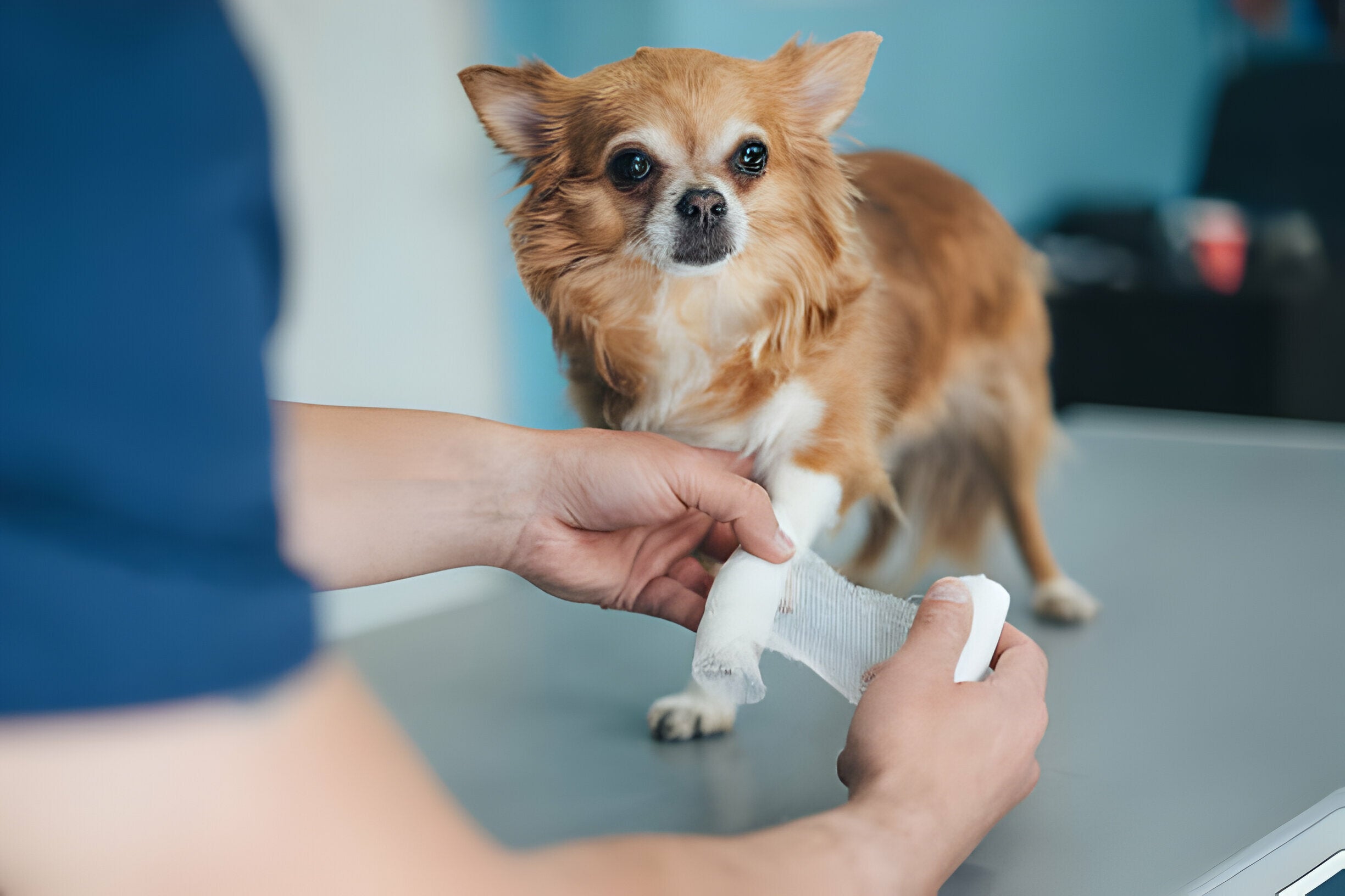 Gelenkschmerzen beim Hund: Erkennen und lindern