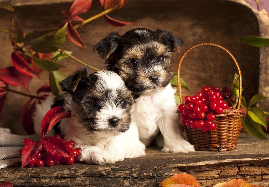 Cranberries für Hunde: Wirkung und Anwendung - paawy
