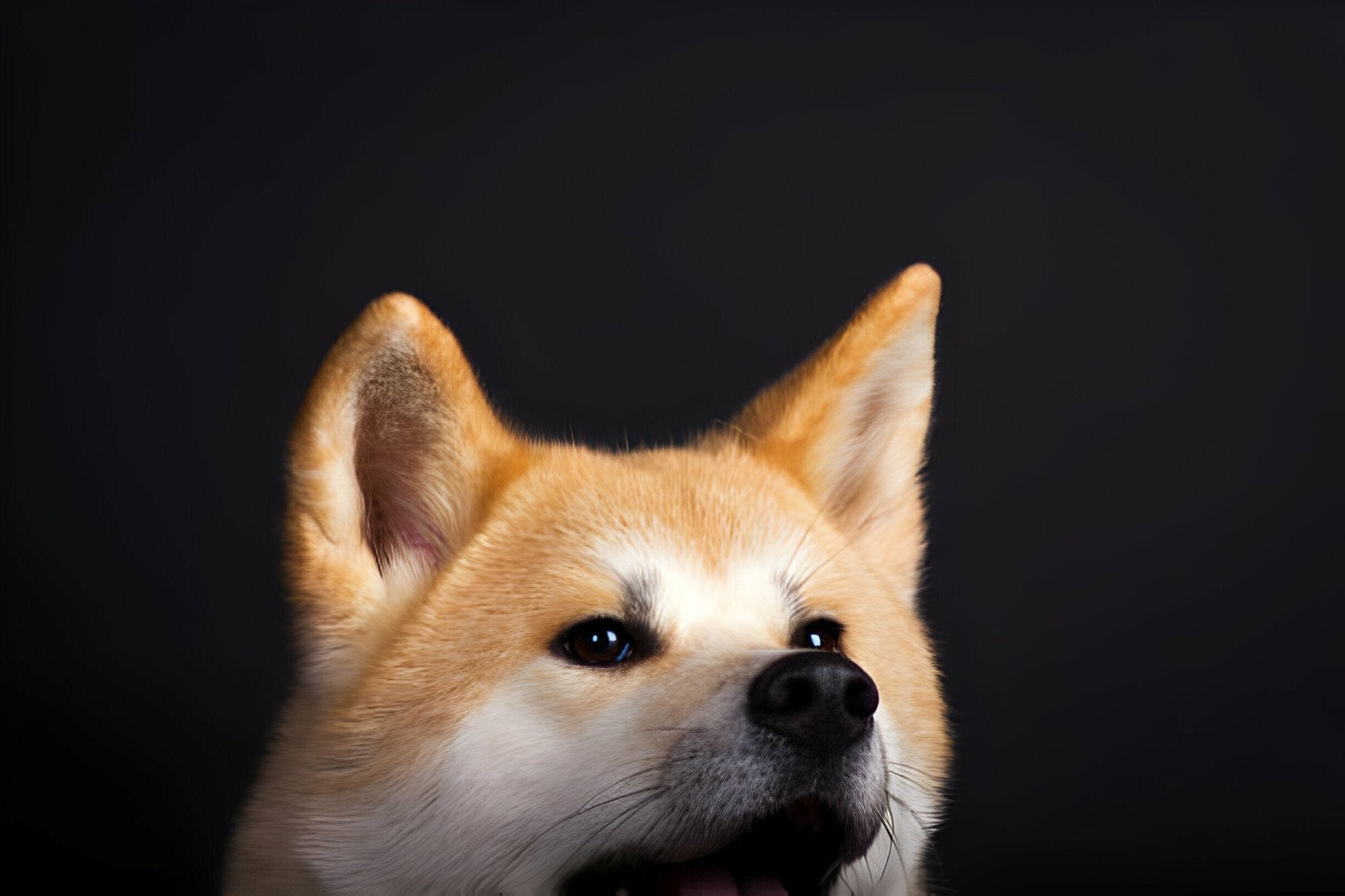 Der Akita Inu im Rasseportrait - paawy