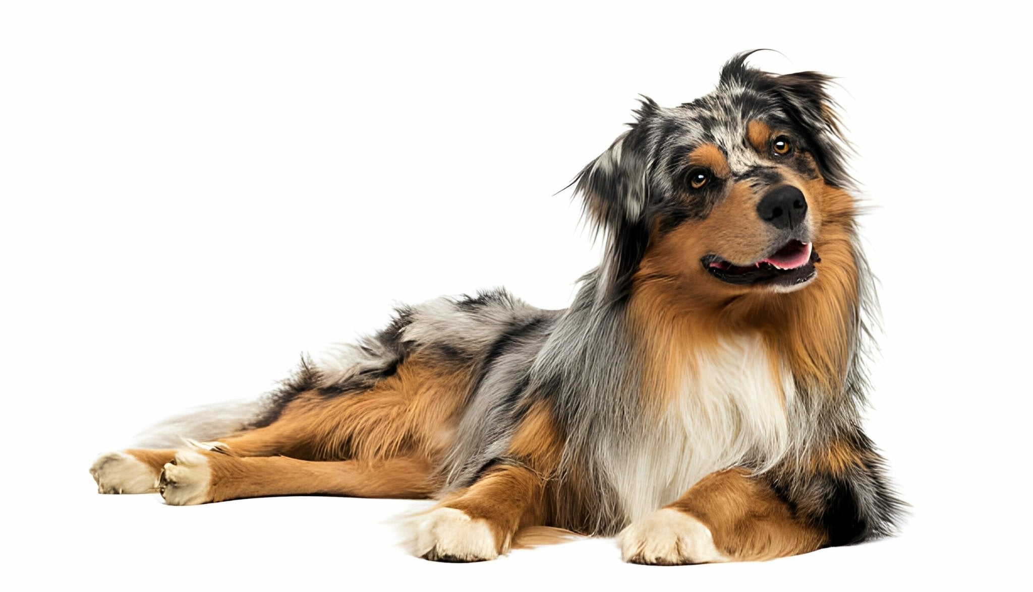 Der Australian Shepard im Rasseportrait - paawy