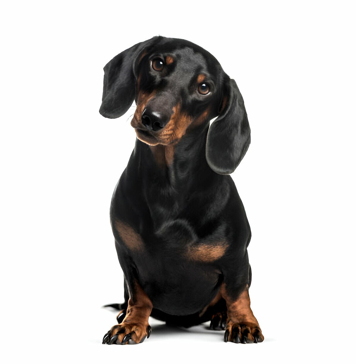 Der Dackel im Rasseportrait - paawy