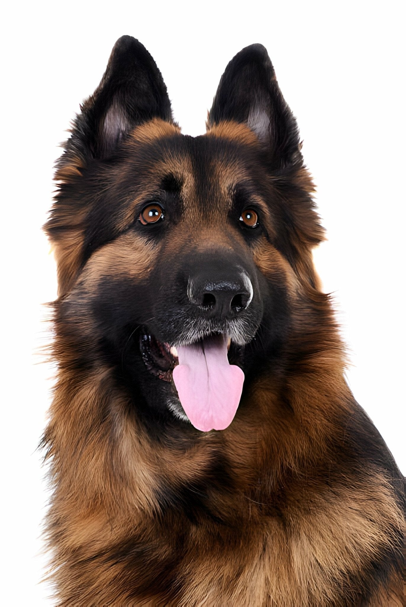 Der Deutsche Schäferhund im Rasseportrait - paawy