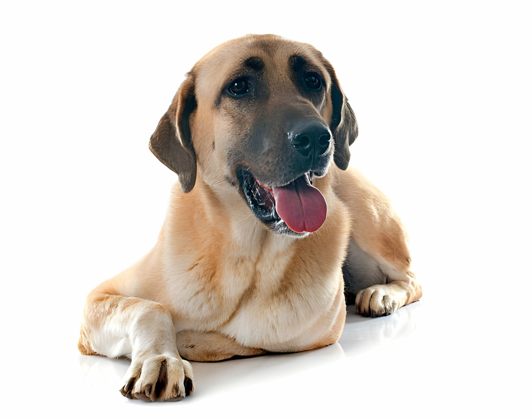 Der Kangal - Ein Hund von Majestätischer Natur - paawy