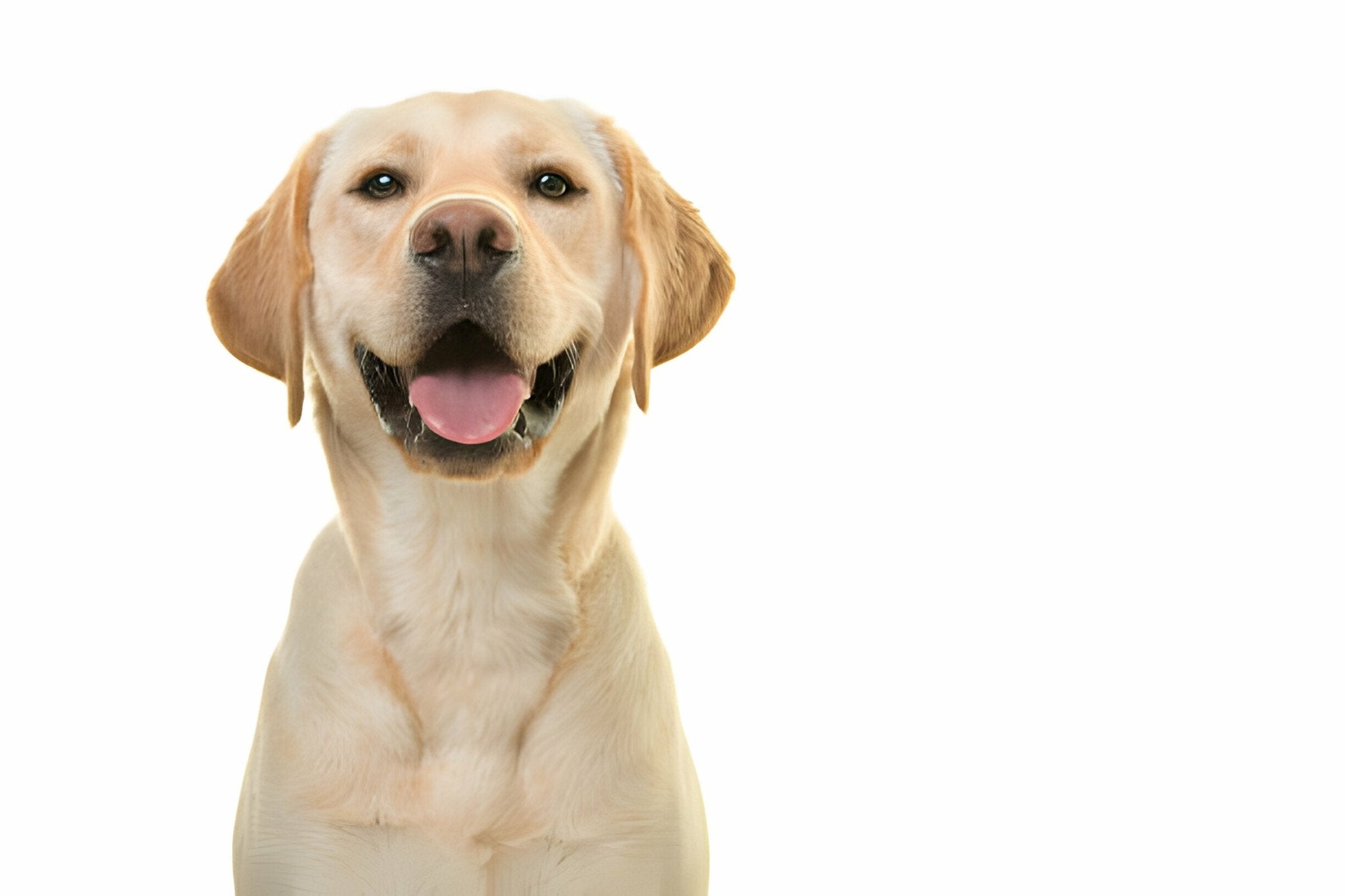 Der Labrador im Rasseportrait - paawy