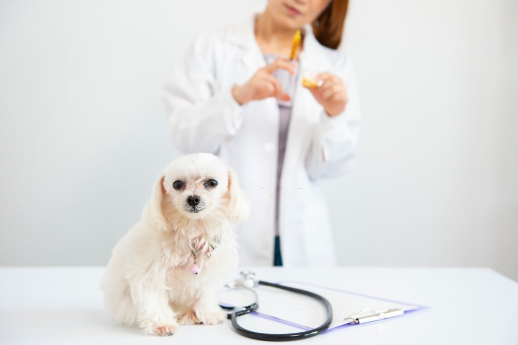 Diabetes beim Hund: Tipps zum Umgang mit seiner Ernährung - paawy