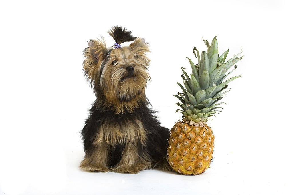 Dürfen Hunde Ananas essen? Tipps zur Fütterung - paawy