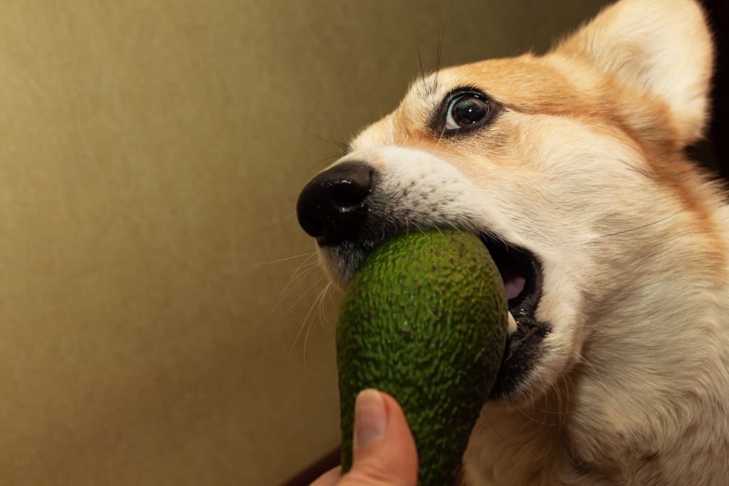 Dürfen Hunde Avocados essen? Finde es hier heraus! - paawy