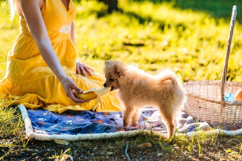 Dürfen Hunde Bananen essen: Vorteile und Risiken erklärt - paawy