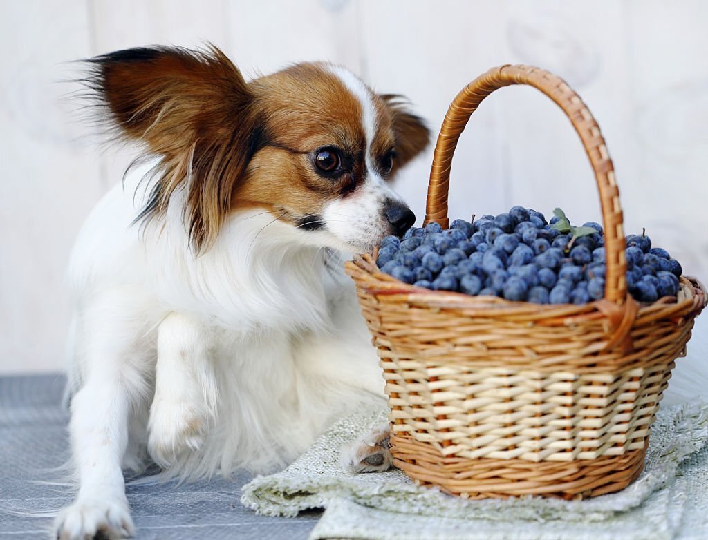 Dürfen Hunde Blaubeeren essen? Darauf solltest du achten - paawy