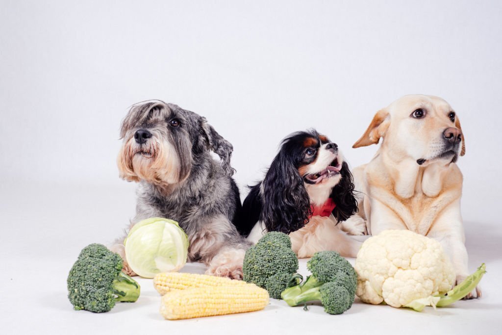 Dürfen Hunde Brokkoli essen? Sicher oder gefährlich? - paawy