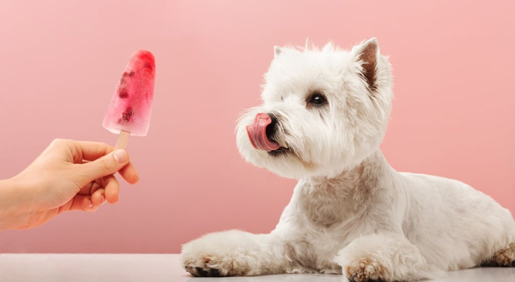 Dürfen Hunde Eis essen? Ein Blick auf Eis am Stiel - paawy