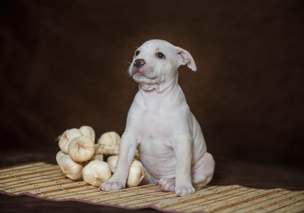 Dürfen Hunde Knoblauch essen? Wir haben die Antwort - paawy