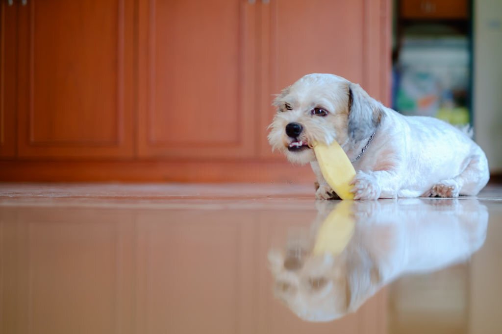 Dürfen Hunde Mangos essen? Alles, was du wissen musst - paawy