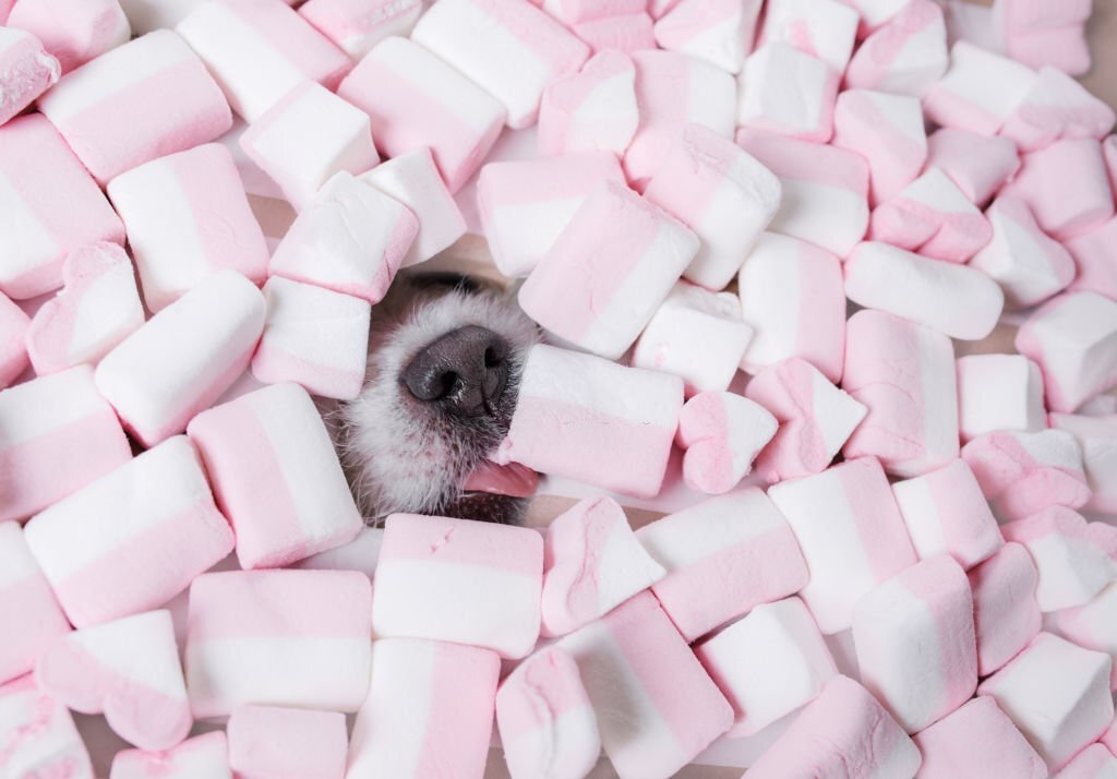Dürfen Hunde Marshmallows essen? Was ihr wissen müsst! - paawy