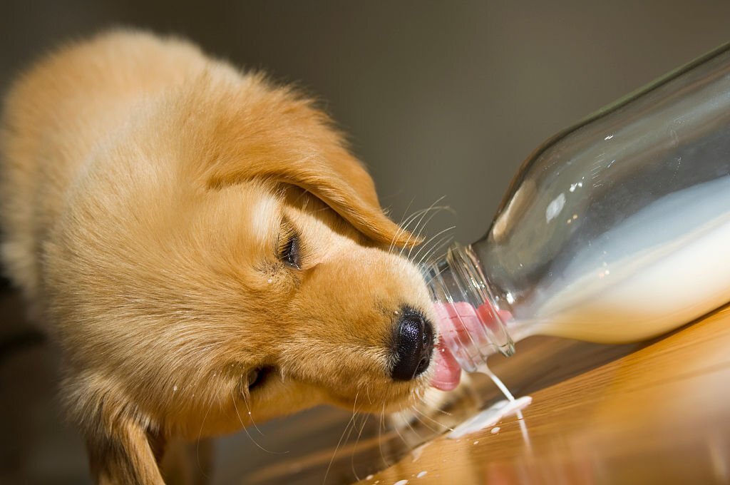 Dürfen Hunde Milch trinken? Ein umstrittenes Thema - paawy
