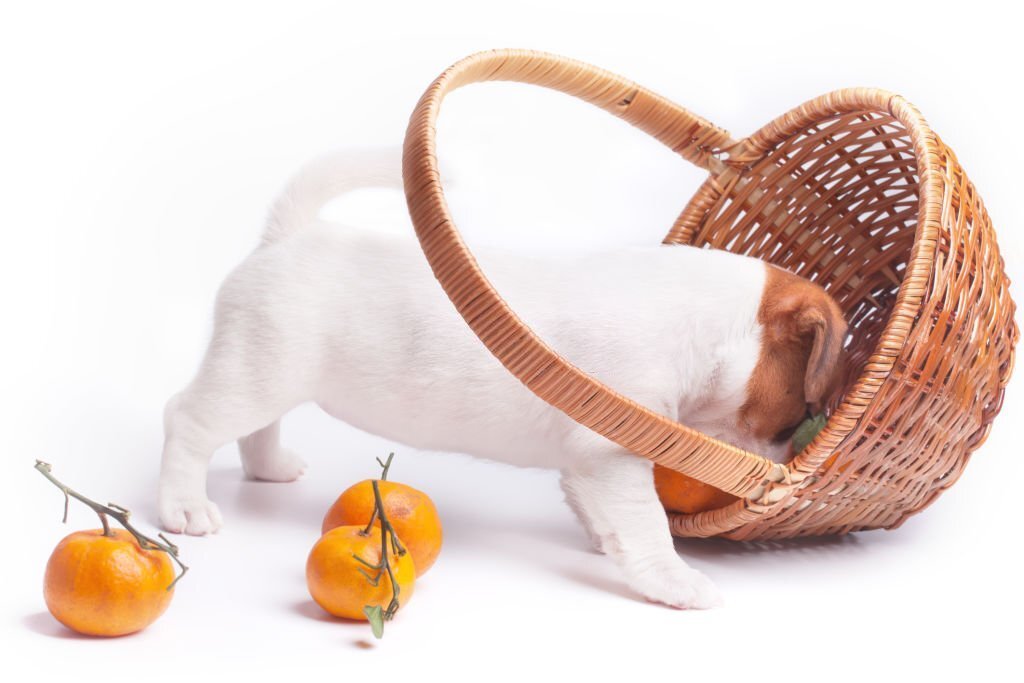 Dürfen Hunde Orangen essen? Erfahre, was du beachten musst. - paawy