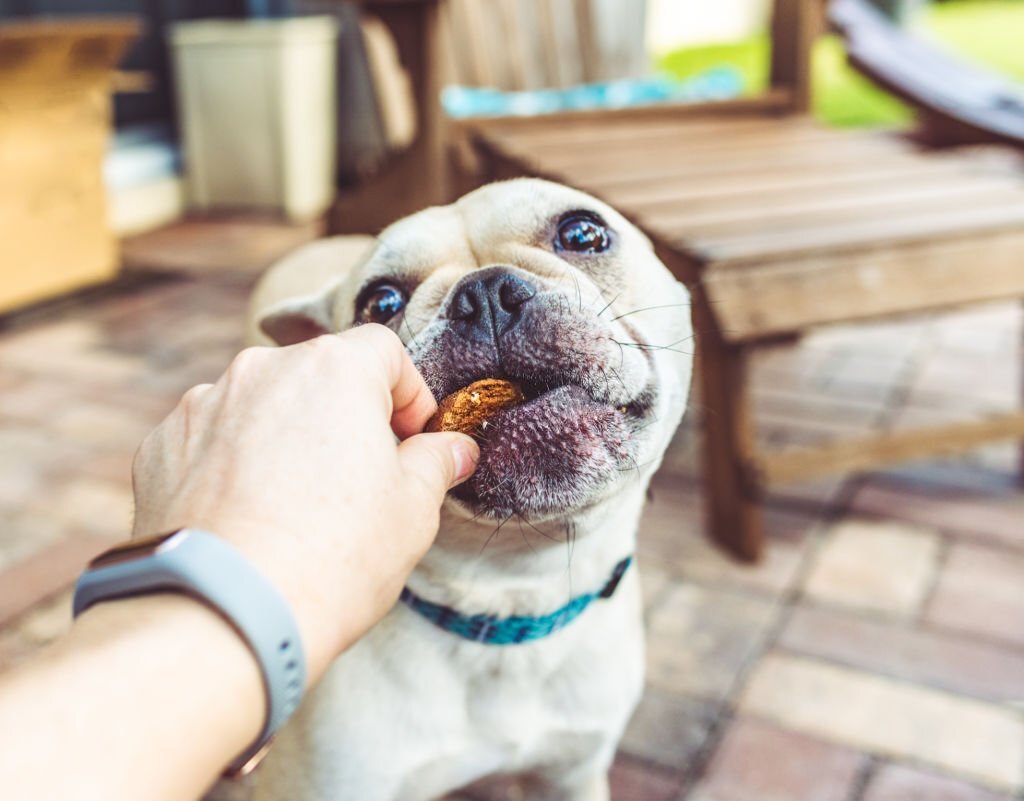 Dürfen Hunde Pekannüsse essen? Finde es heraus! - paawy