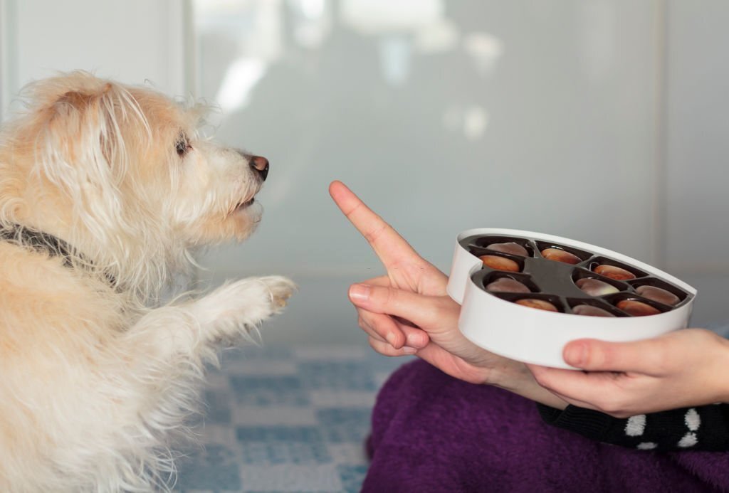 Dürfen Hunde Schokolade essen? Die Gefahren von Schokolade - paawy