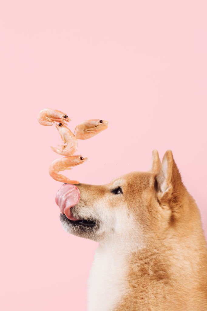 Dürfen Hunde Shrimps essen? Hier bekommst du alle Infos! - paawy