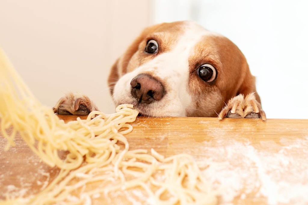 Dürfen Hunde Spaghetti essen? Sind Nudeln für Hunde sicher? - paawy