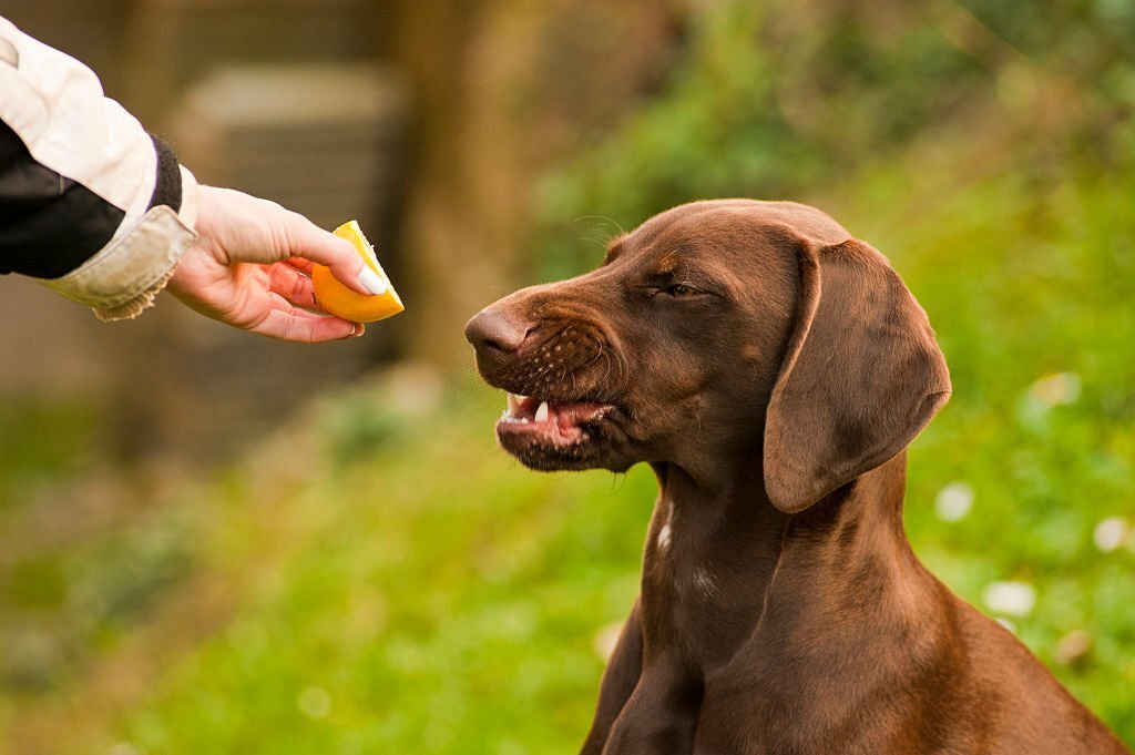 Dürfen Hunde Zitrone essen? Die Wahrheit über Zitrone und Hunde - paawy
