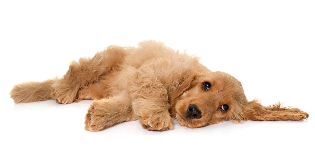 Magenverstimmung bei Hunden: Alles zum Thema Hund - Magen - Darm