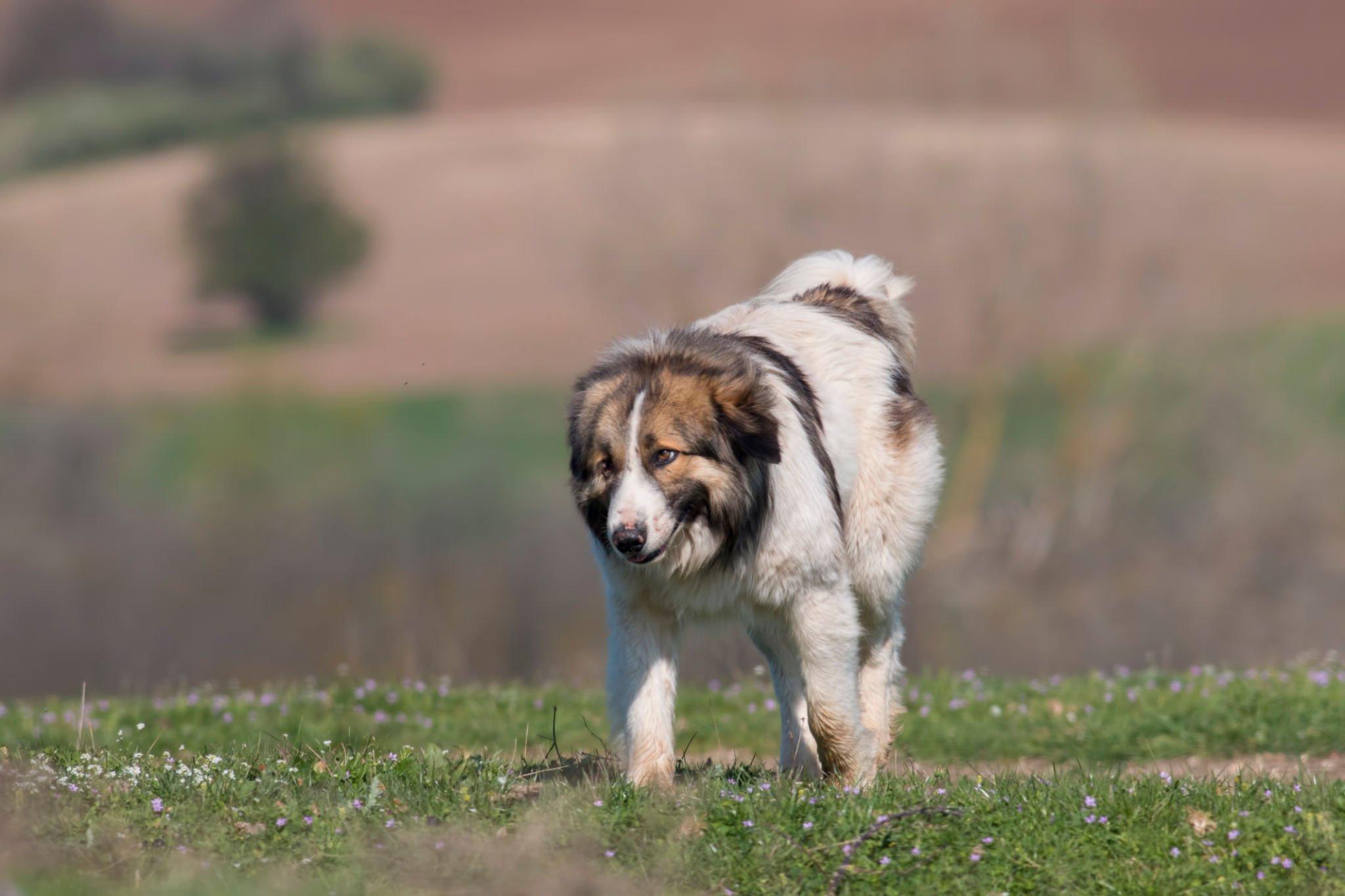 Magendrehung beim Hund: Was Du Wissen Musst und Wie Du Sie Vermeiden Kannst - paawy