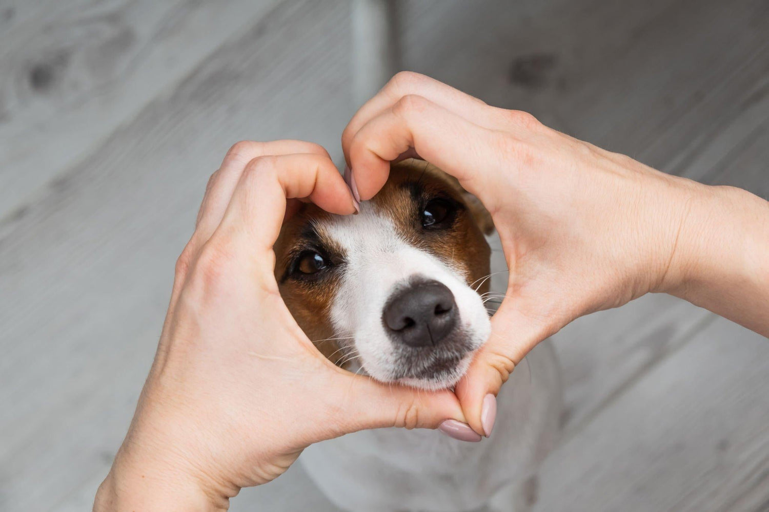 Nahrungsergänzungsmittel für Hunde: Vorteile für die Gesundheit - paawy