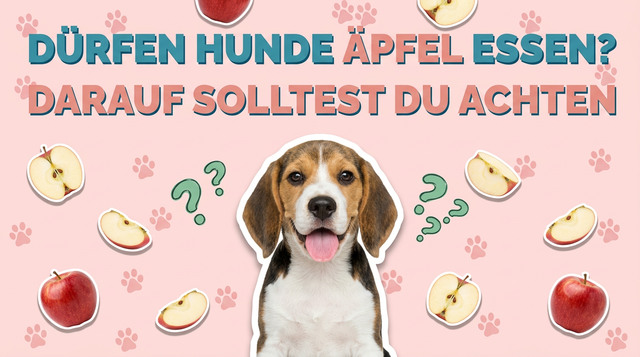 Dürfen Hunde Äpfel essen? Darauf solltest du achten