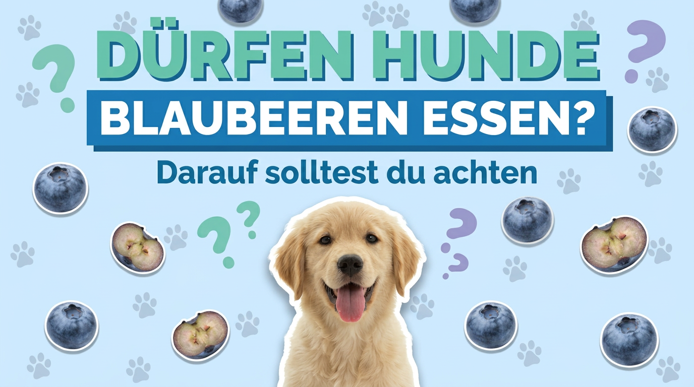 Dürfen Hunde Blaubeeren essen? Darauf solltest du achten