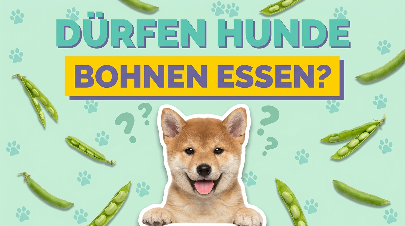 Dürfen Hunde Bohnen essen? Der Faktencheck