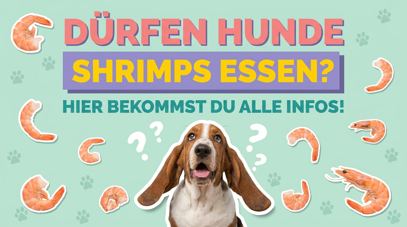 Dürfen Hunde Shrimps essen? Hier bekommst du alle Infos!