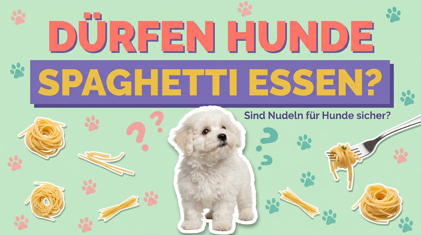 Dürfen Hunde Spaghetti essen? Sind Nudeln für Hunde sicher?