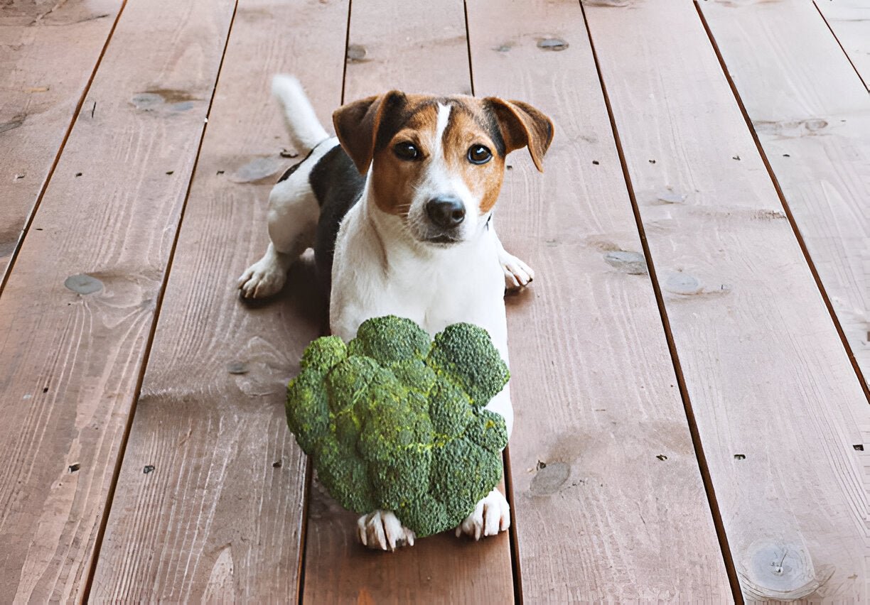 Pflanzliche Ernährung für Hunde: Chancen, Risiken und Umweltaspekte im Fokus - paawy