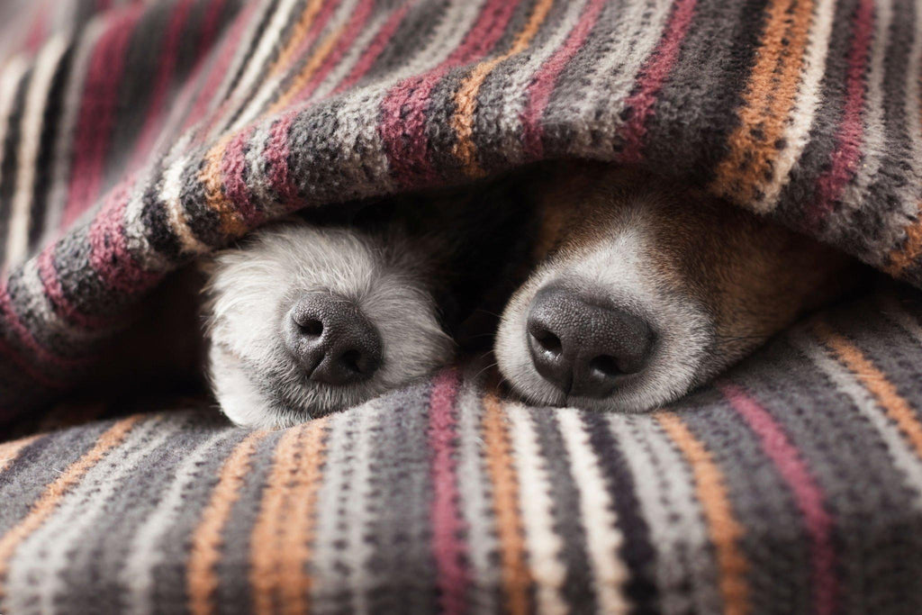 Oxytocin - Das Geheimnis der tiefen Verbundenheit zwischen dir und deinem Hund