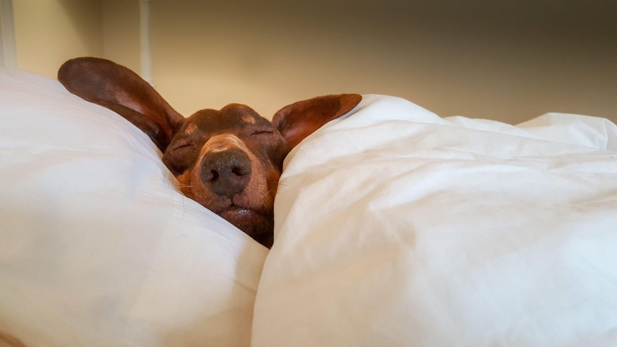 Die besten Hundebetten: Ein ausführlicher Ratgeber für jeden Hundehalter