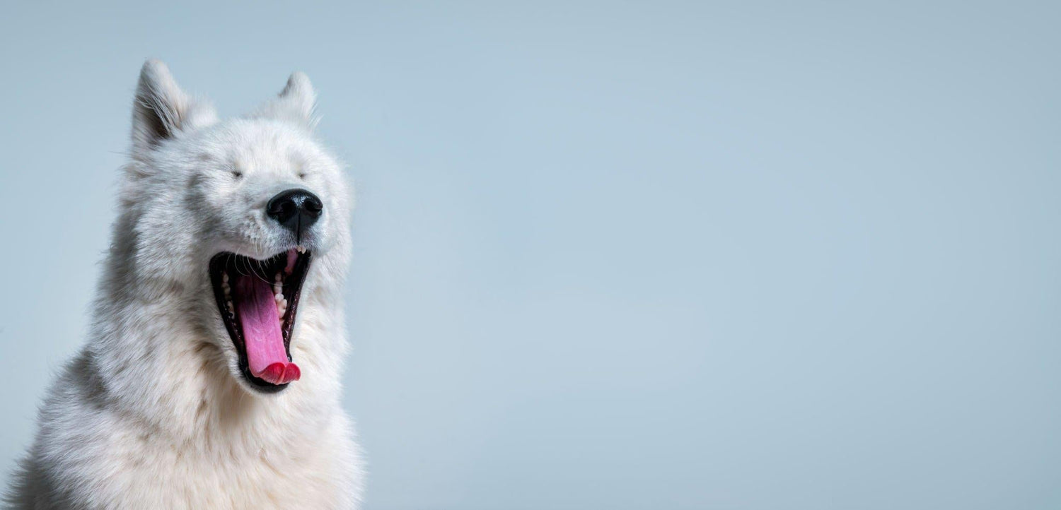 Stress beim Hund Erkennen: Anzeichen, Ursachen und Lösungen - paawy