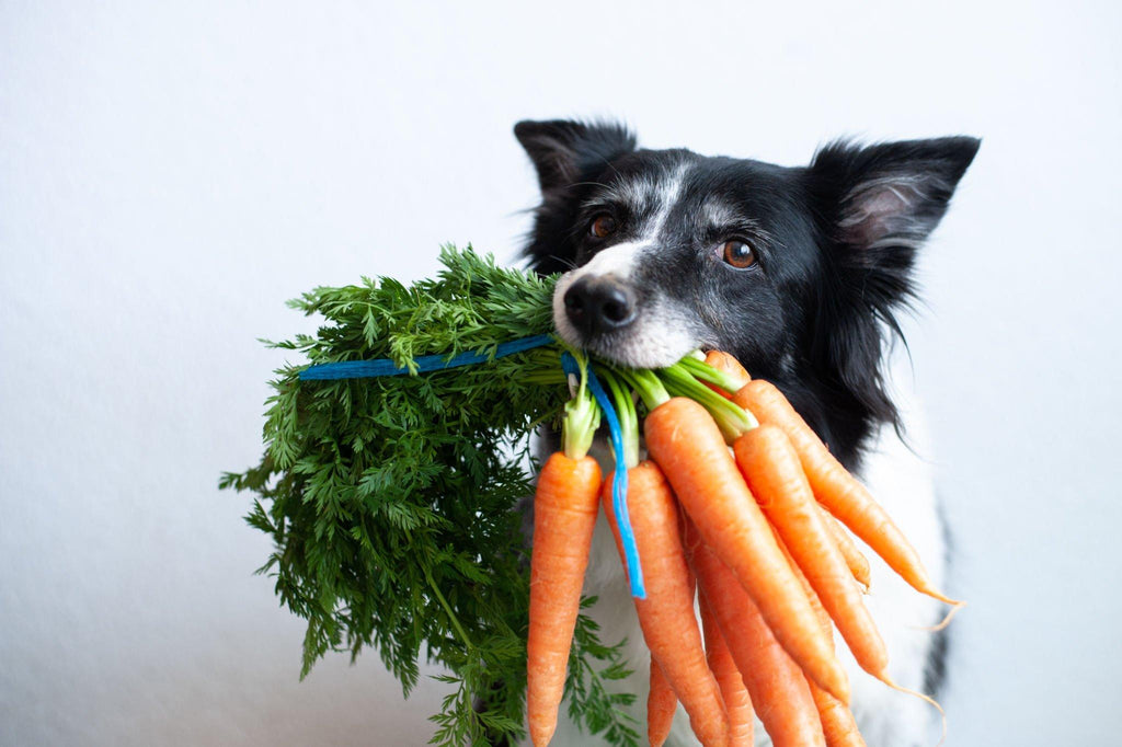 Superfoods für Hunde: Was du wissen solltest - paawy
