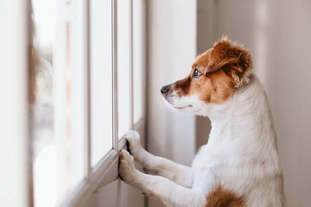 Tipps fürs Training: So gewöhnt man Hunde ans Alleinsein - paawy