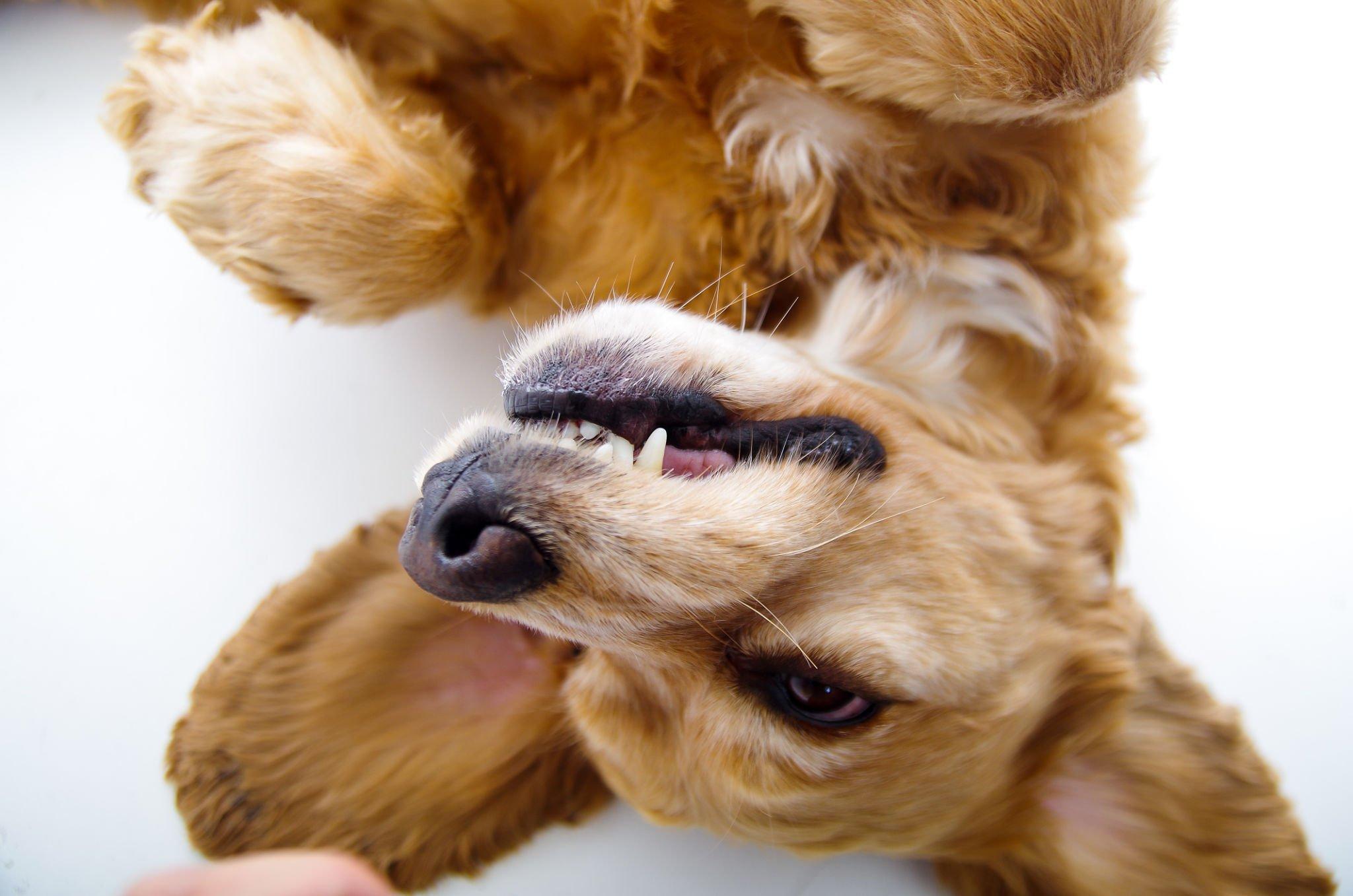 Warum scharrt dein Hund nach dem Geschäft? - paawy