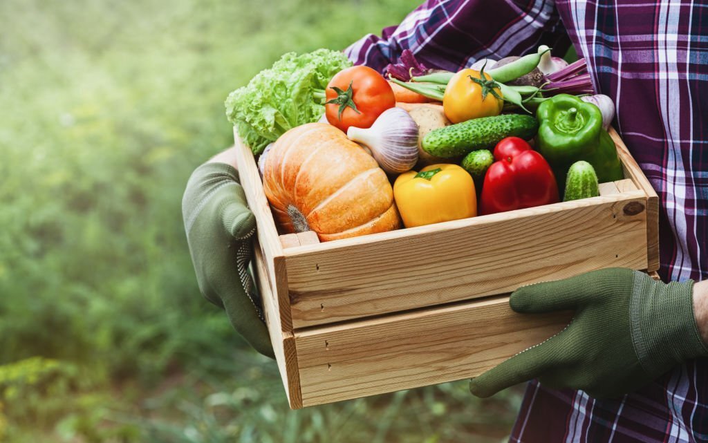 Welches Gemüse dürfen Hunde essen? Das gesunde Leckerli - paawy