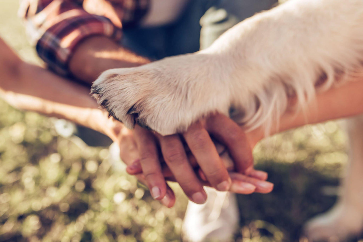 Wie du die Bindung zu deinem Hund stärken kannst: Ein Leitfaden für eine tiefere Beziehung - paawy