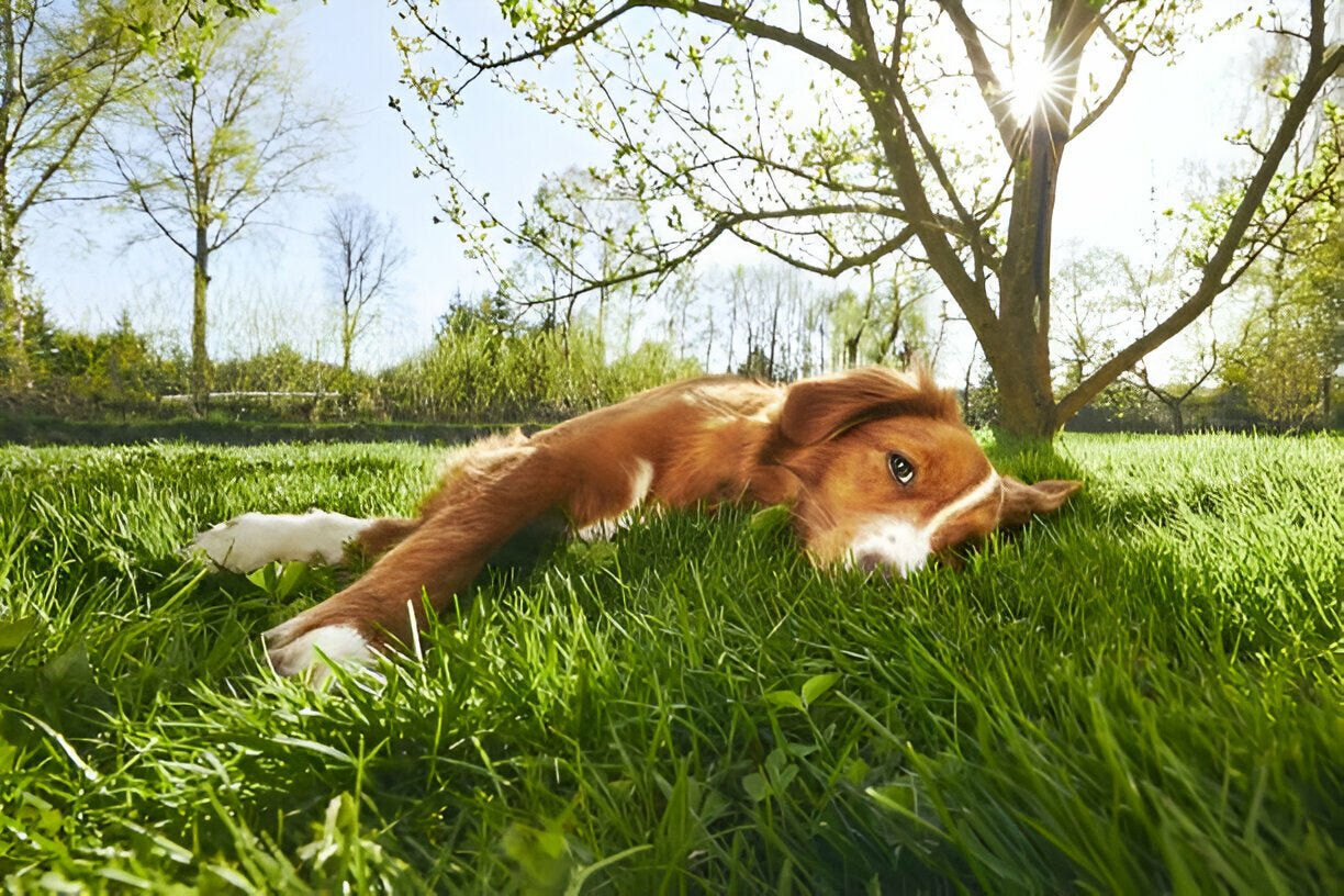 Wie unsere Erziehung unsere Hundehaltung beeinflusst – Wissenschaftliche Erkenntnisse und persönliche Erfahrungen - paawy
