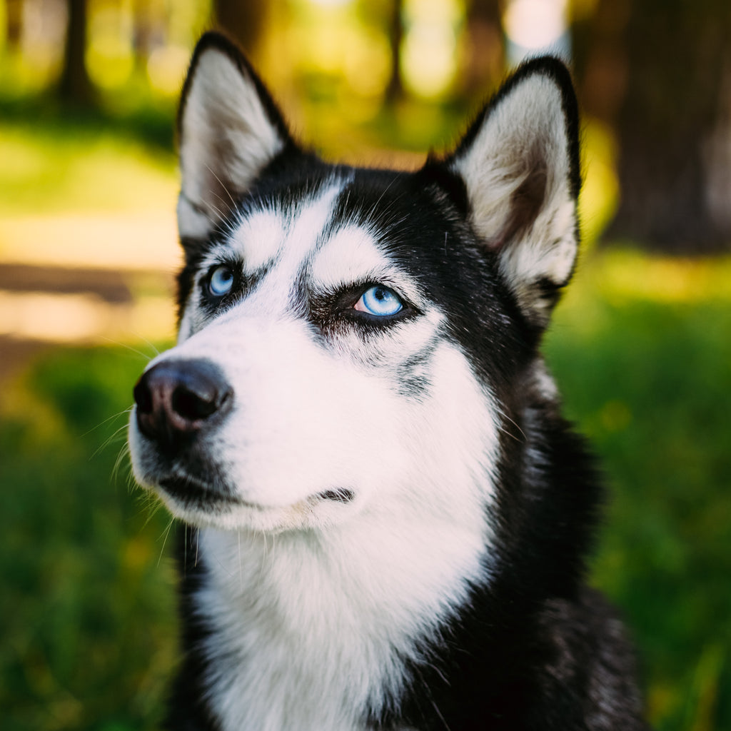 Grasmilben bei Hunden: Symptome, Behandlung und Vorbeugung