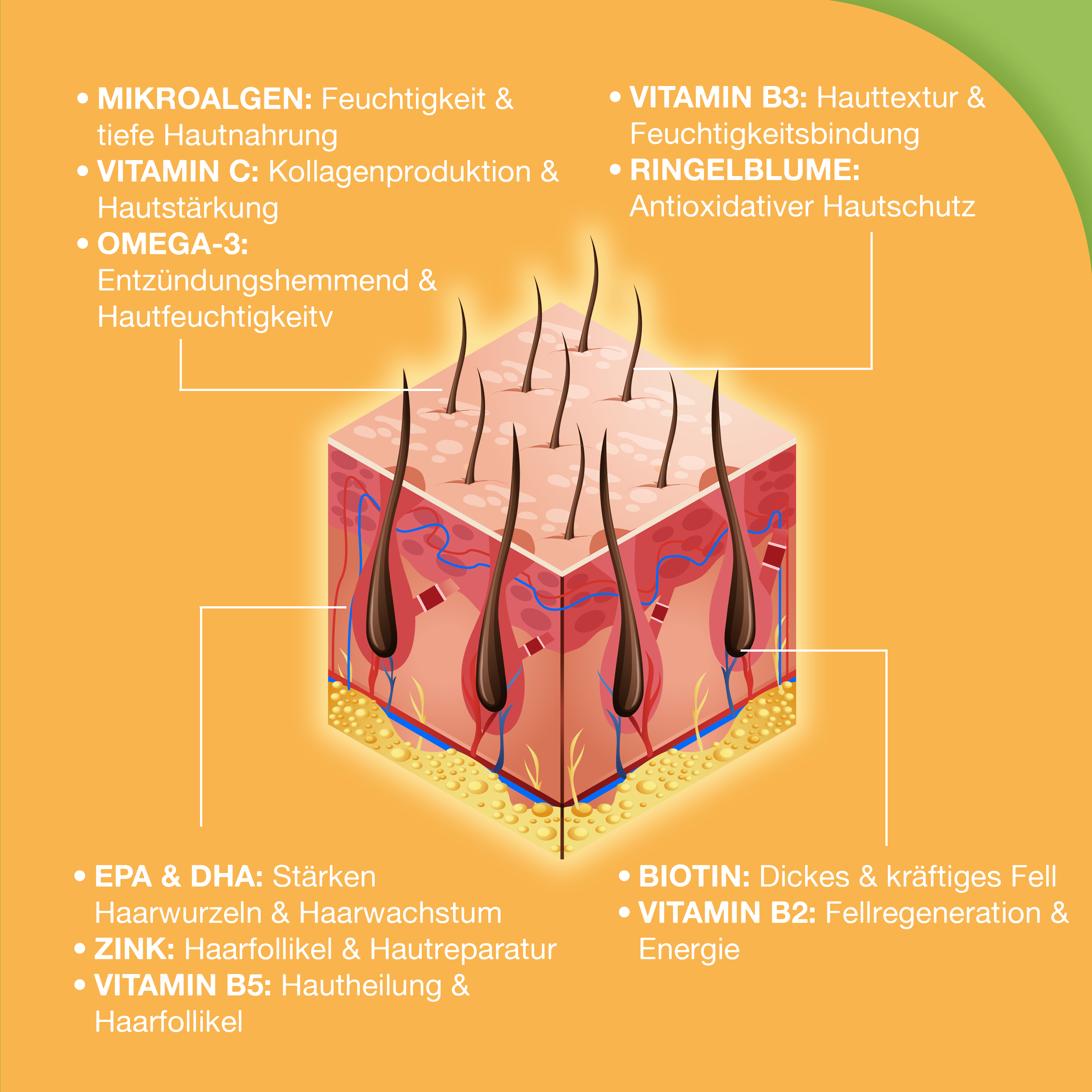 Paawy Fellpracht Snacks – Haut - & Fellpflege für Hunde – Mit Omega - 3, Biotin & Zink - paawy